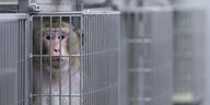 Ein Makakenaffe sitzt in einem Käfig, der etwa so hoch ist wie er selbst. Nebenan sind weitere Käfige.