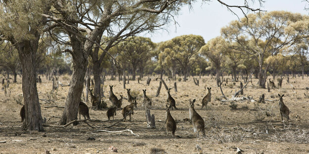 Eine Herde Kangurus unter Bäumen auf einem trockenen Feld