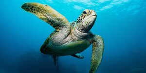 Eine Meeresschildkröte unter Wasser