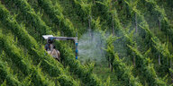 Pestizideinsatz beim Weinanbau im Moseltal