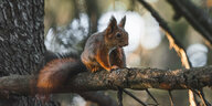 Ein Eichhörnchen sitz auf einem Ast und schaut ängstlich