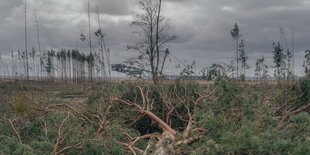 Blick auf einen Schaufelradbagger und gefällte Büme im Braunkohletagebau Nochten