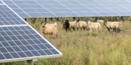 Schafe unterwegs in einem Solarpark