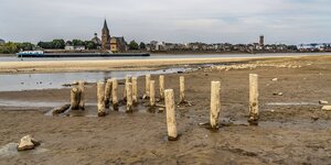 Holzpflöcke und der Rhein mit niedrigem Pegelstand