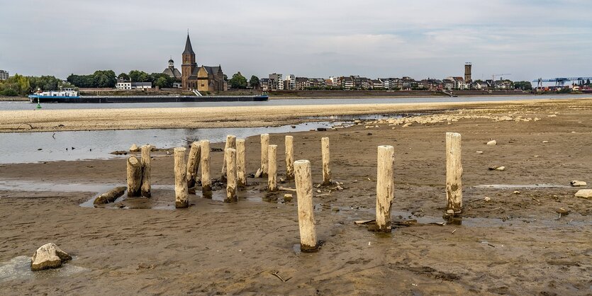 Holzpflöcke und der Rhein mit niedrigem Pegelstand