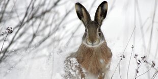 Ein Hase im Schnee