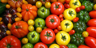 Rote, grüne und gelbe Tomaten