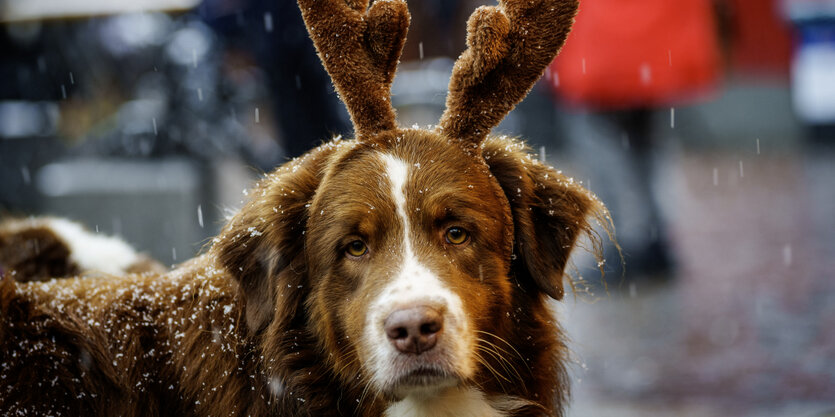 Ein Hund mit einem Rentiergeweih