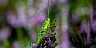 Grashüpfer auf einer Blüte