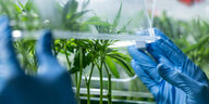 Deckel über einer Cannabis Pflanze wird mit blauen Handschuhen geschlossen