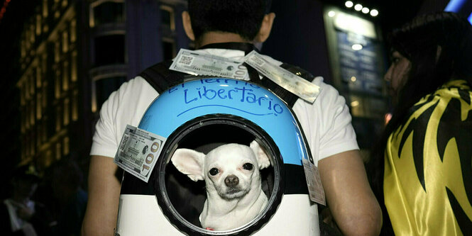 Ein Hund schaut aus einem Rucksack heraus