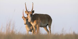 Zwei Saiga-Antilopen stehen auf der Wiese