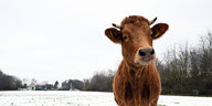 Eine Kuh steht auf einer schneebedeckten Weide.