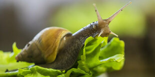 Eine Schnecke auf einem Salatblatt