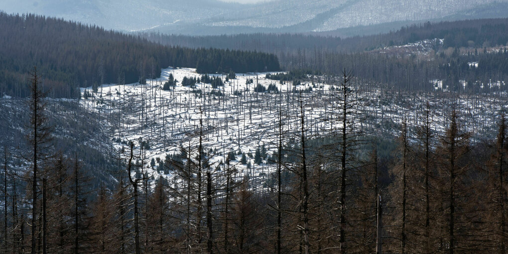 Blick in den Fichtenwald des Eckertals im Nationalpark Harz.