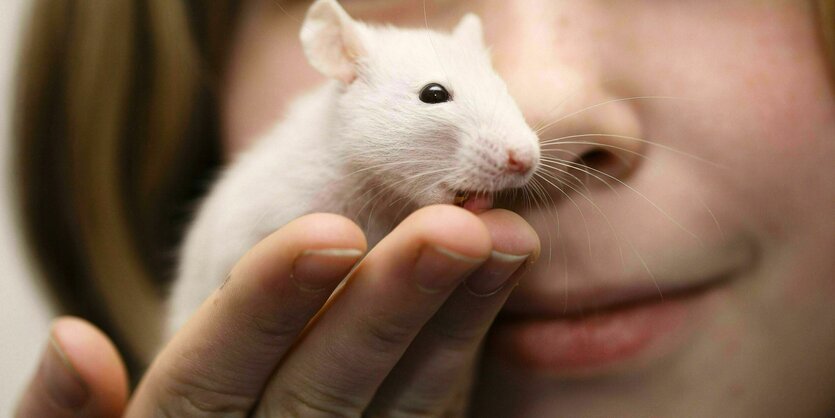 Mädchen hält eine Ratte in der flachen Hand