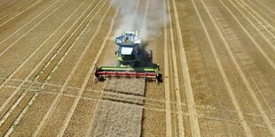 Eine landwirtschaftliche Maschine erntet Winterweizen