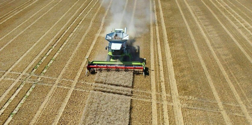 Eine landwirtschaftliche Maschine erntet Winterweizen