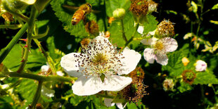 Eine Honigbiene fliegt auf eine Brombeerblüte zu.