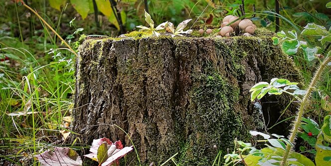 Ein Baumstumpf in einem Wald