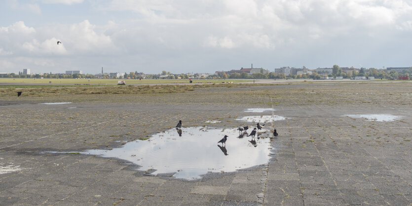 Krähen in einer Pfütze auf dem Tempelhofer Feld