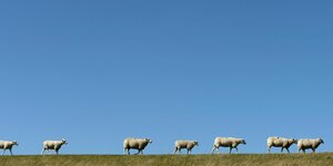 Sieben Schafe laufen in einer Reihe auf einer Grünfläche in Schleswig-Holstein