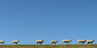 Sieben Schafe laufen in einer Reihe auf einer Grünfläche in Schleswig-Holstein