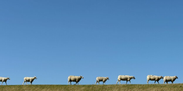 Sieben Schafe laufen in einer Reihe auf einer Grünfläche in Schleswig-Holstein