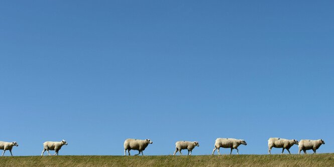 Sieben Schafe laufen in einer Reihe auf einer Grünfläche in Schleswig-Holstein