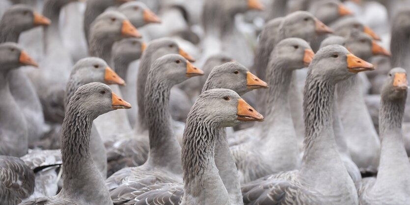 Viele Gänse