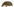 Ein Igel vor weißem Hintergrund