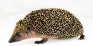 Ein Igel vor weißem Hintergrund