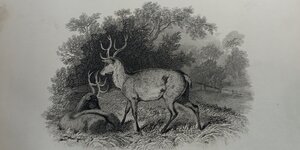 Ein historischer Stich, der zwei Hirsche im Wald zeigt