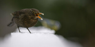 Eine Amsel im Schnee