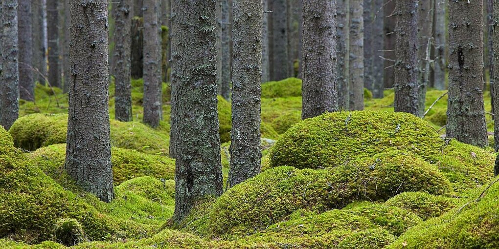 Moosteppich und mit Flechten bewachsene Baumstämme in einem Nadelwald.