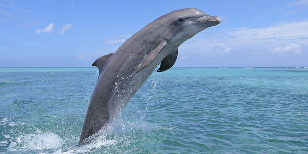 Ein Delphin springt aus dem Wasser.