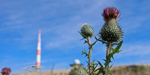 Eine Distel blüht auf einer Brockenwiese.