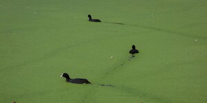 Blässhuhn auf grünem Teich