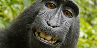 Der Affe Makake Naruto grinst in die Kamera.