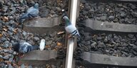 Tauben auf den Gleisen