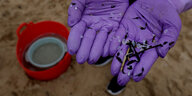 Plastikpellets in Händen, die lilafarbene Schutzhandschuhe tragen