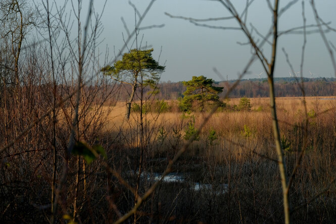 Blick in das Teufelsmoor.