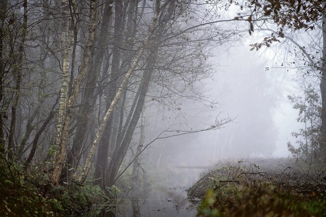 Nebel zieht durchs Ahrensfelder Moor.