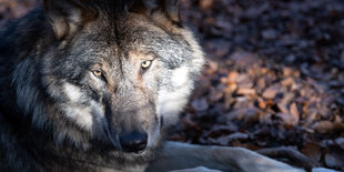 Ein Wolf liegt im Tierpark Kunsterspring auf dem Waldboden.