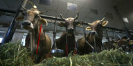 Kühe stehen auf einem Bauernhof in einem Stall für Anbindehaltung.