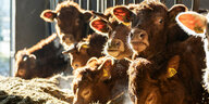 Kühe fressen in einem Stall, ihr Atem dampft