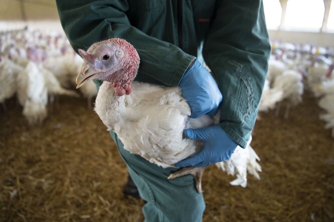 Ein Mitarbeiter eines Mastbetriebs hält eine Pute in einem Stall in der Hand.