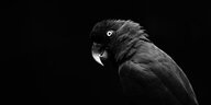 Ein schwarzer Papagei vor schwarzem Hintergrund