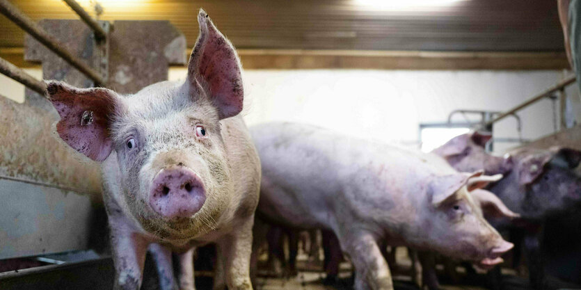 Ein Schwein in einem tierfreundlichen Stall