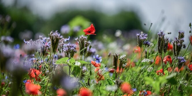 Bunte Blumen am Wegesrand